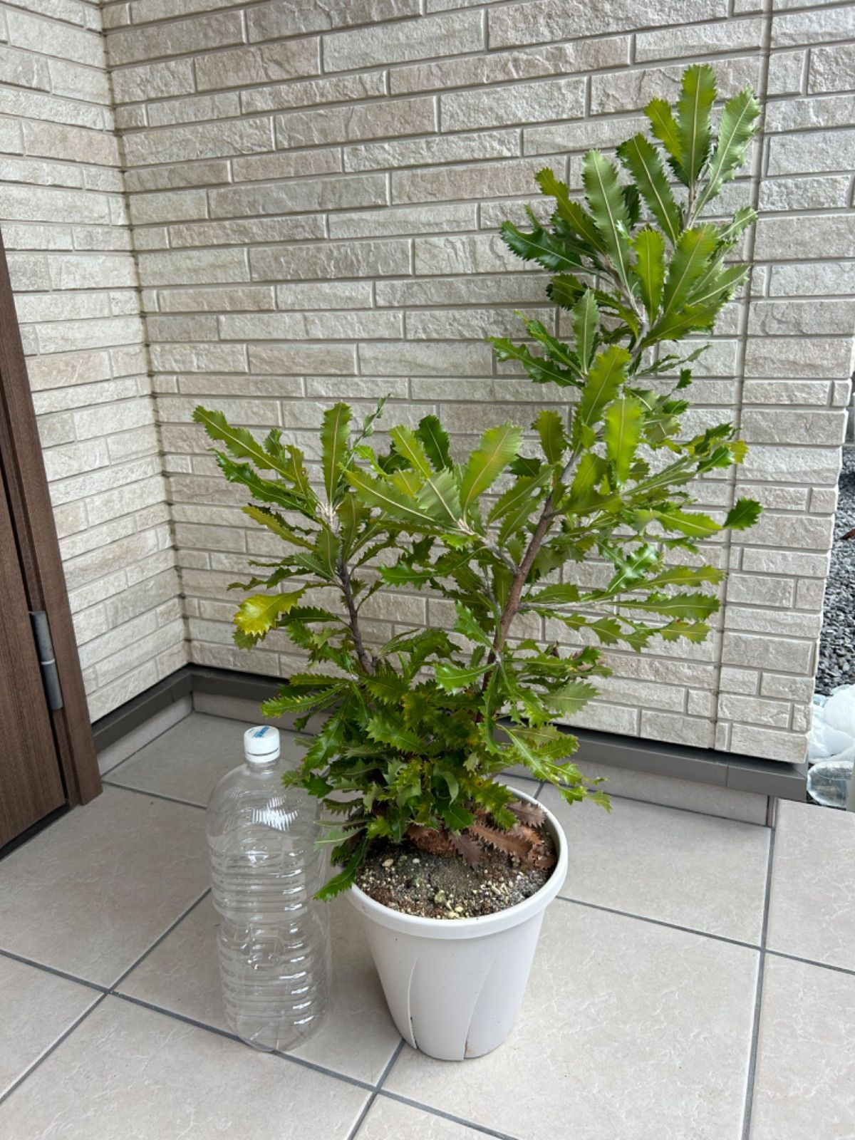 banksia serrata バンクシア セラータ