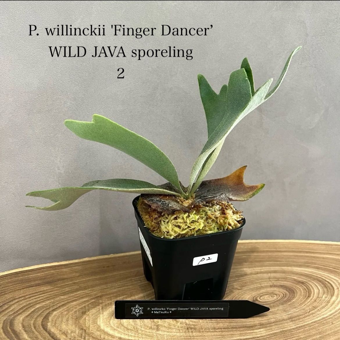 ビカクシダ P.Willinckii Java Wild P.Willinckii Java Wild ビカクシダ P.Willinckii Java P