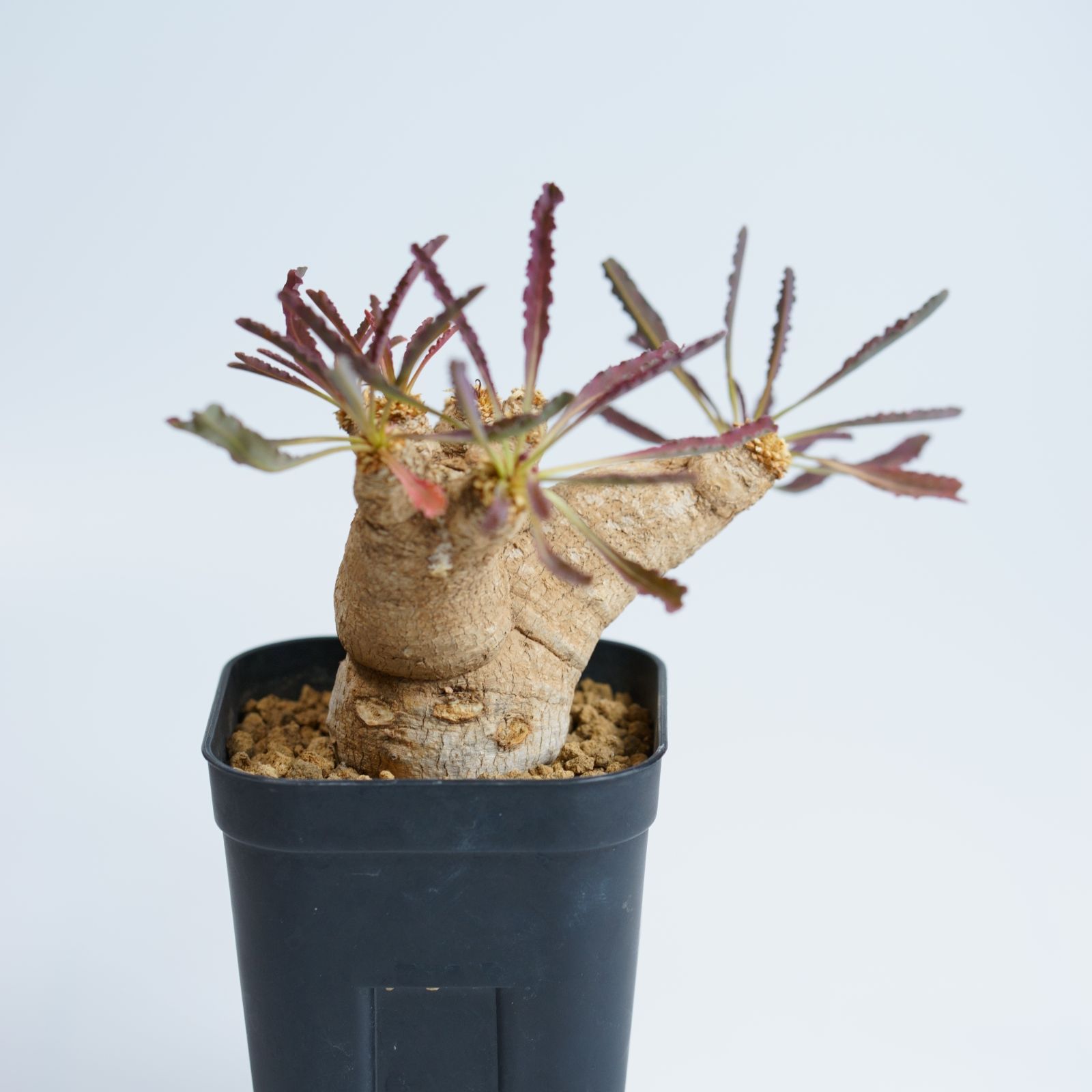 ユーフォルビアクリスパ ユーフォルビア クリスパ（波涛キリン）の育て方