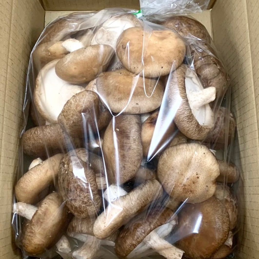 淡路島産 生しいたけ Lサイズ1kg クール便・産地直送 - メルカリ