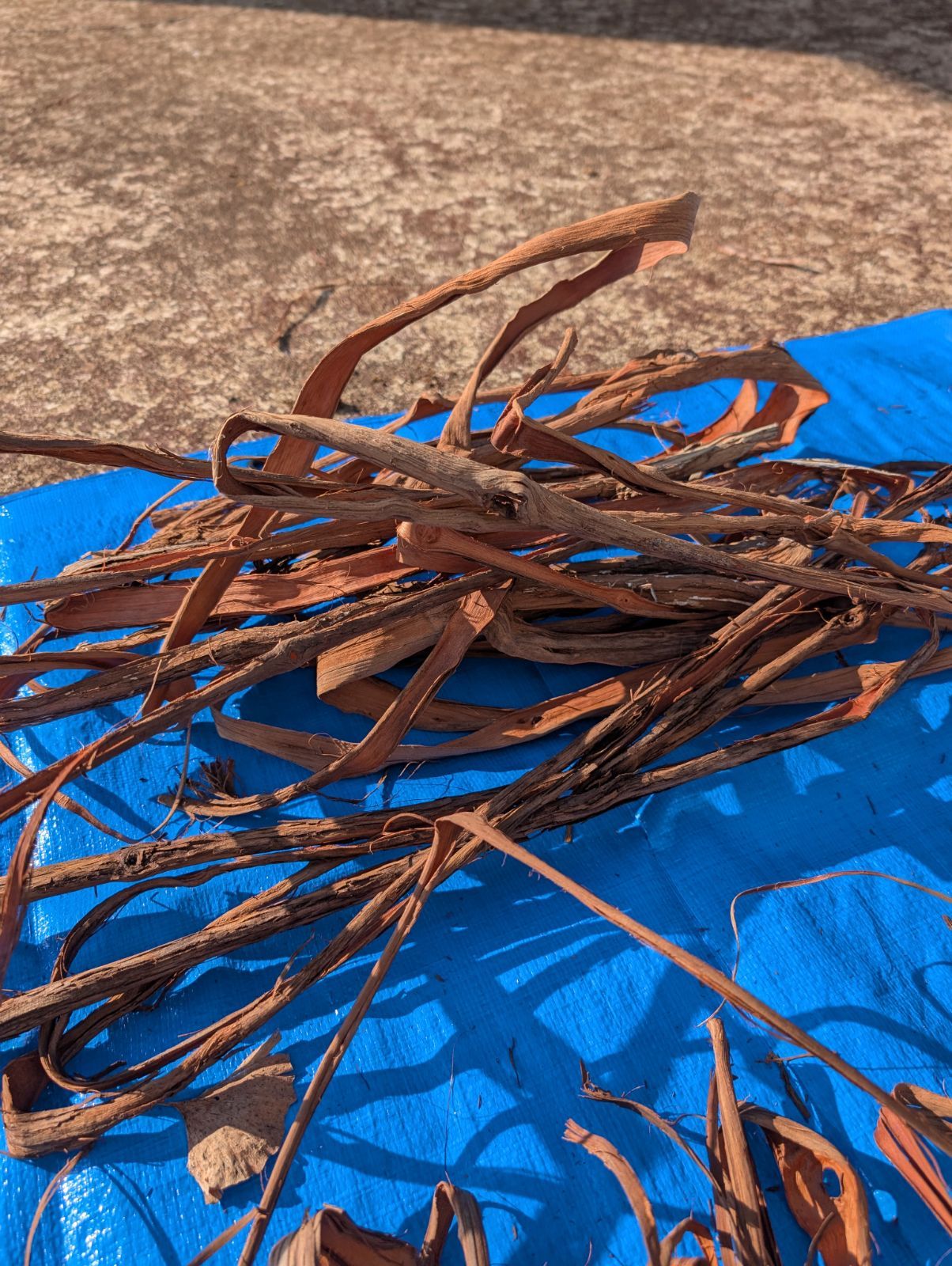 採集状態で保存2.4キロ令和2年産