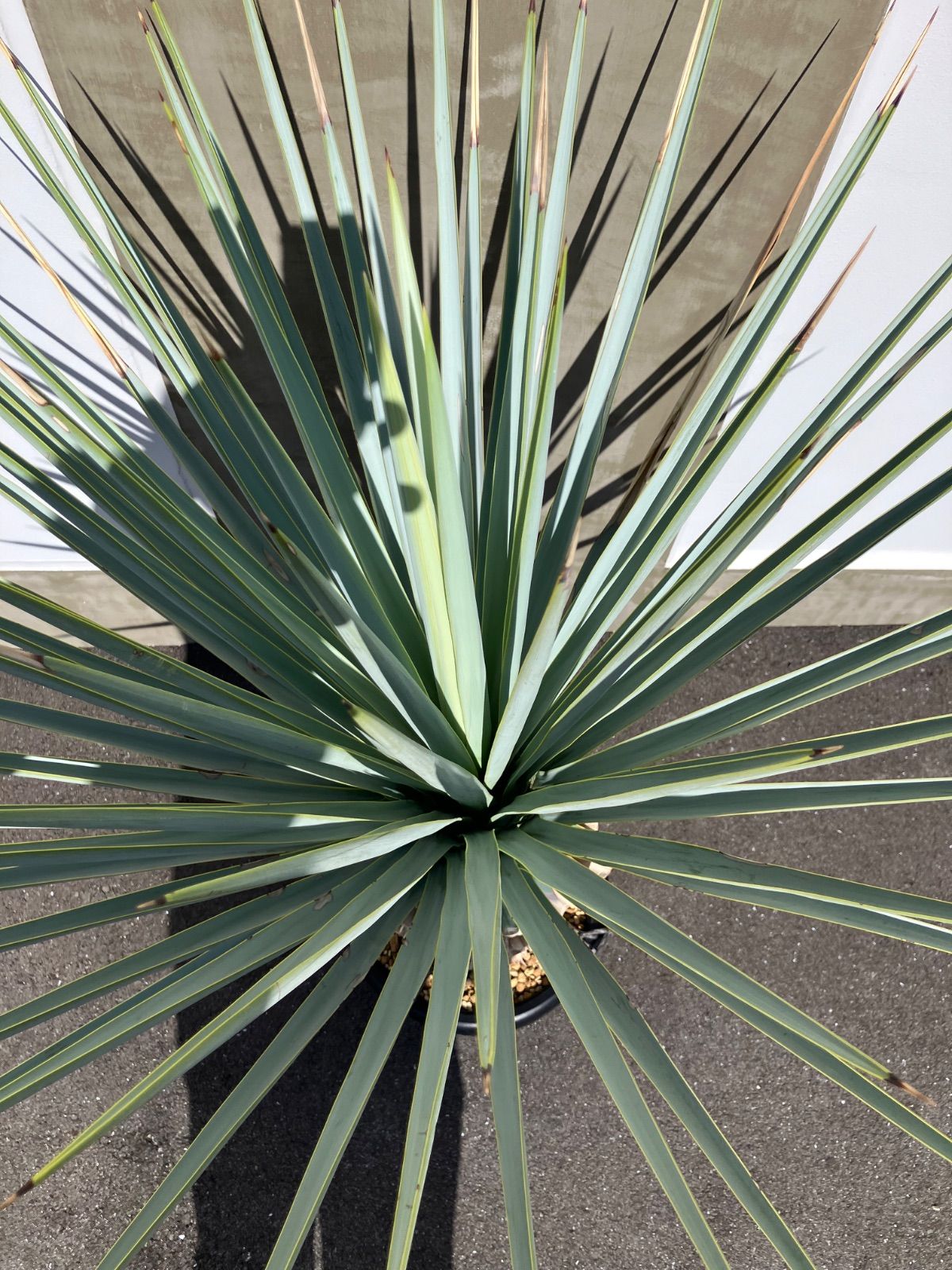 ユッカ　マルデヌベス　ver.リギダ リギダとロストラータが掛け合わさり Yucca-Mardenubes（ユッカ