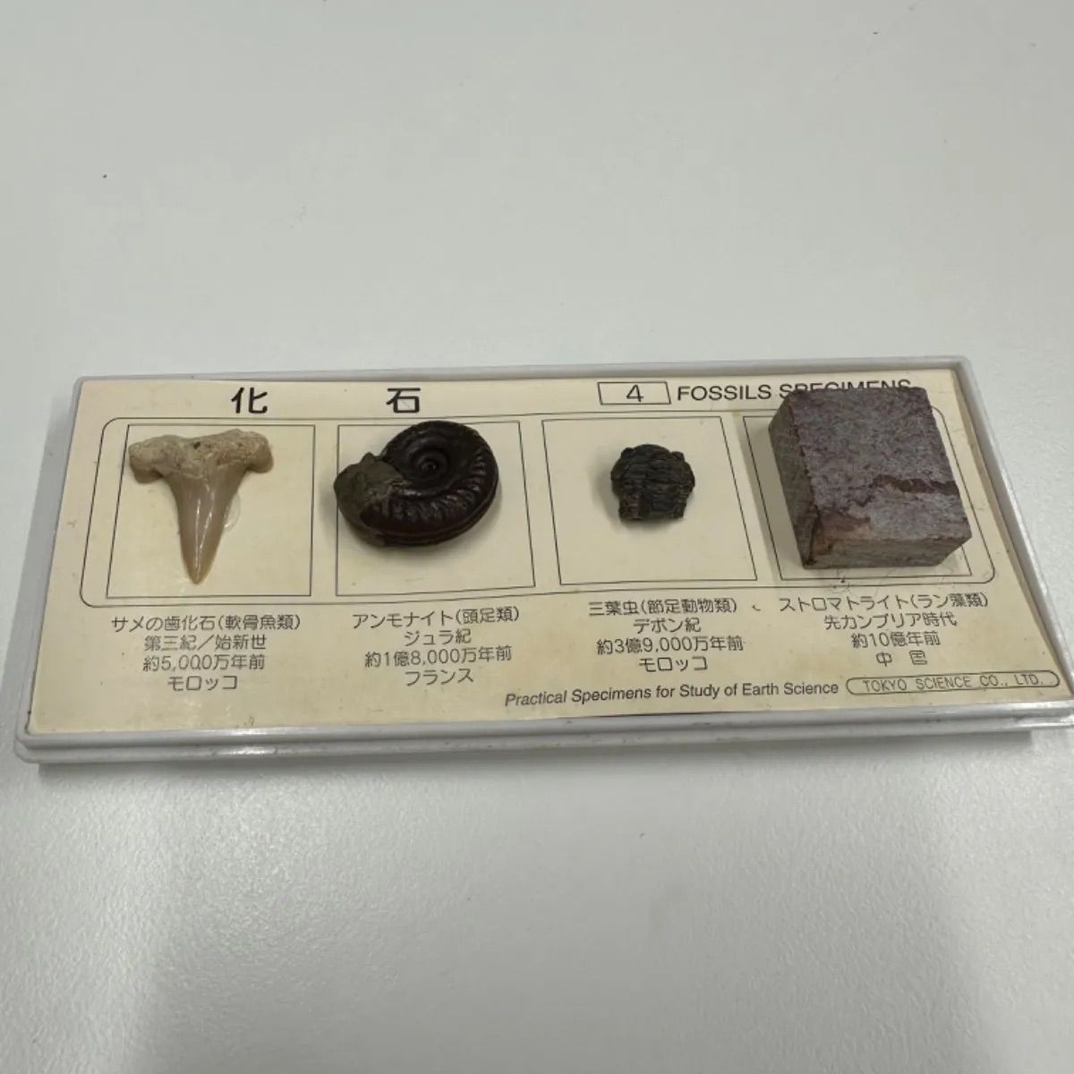 希少】化石 国立科学博物館 FOSSILS SPECIMENS サメの歯化石 アンモナイト 三葉虫 ストロマトライト 1024080200101T  （SNA） - メルカリ