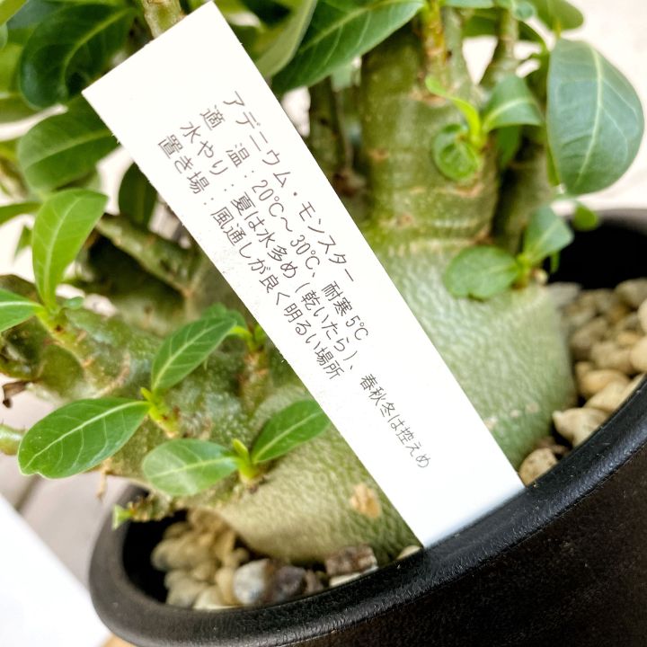 アデニウムアラビカム　モンスター　5号鉢　塊根植物　鉢ごと発送 5号サイズ【塊根植物】アデニウム アラビカム モンスター 鉢ごと