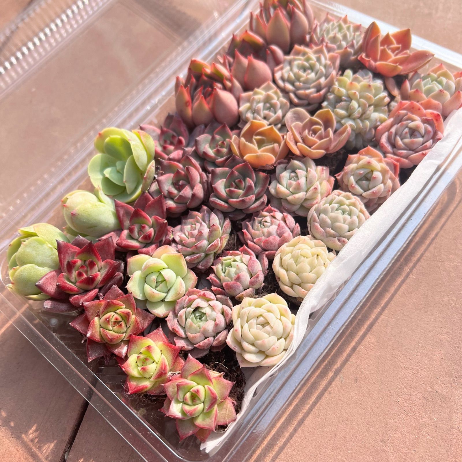 多肉植物 韓国苗 エケベリア MIX苗セット ラスト‼️ 可愛い16苗セット エケベリア 土と根付きの苗 多肉植物 送料無料