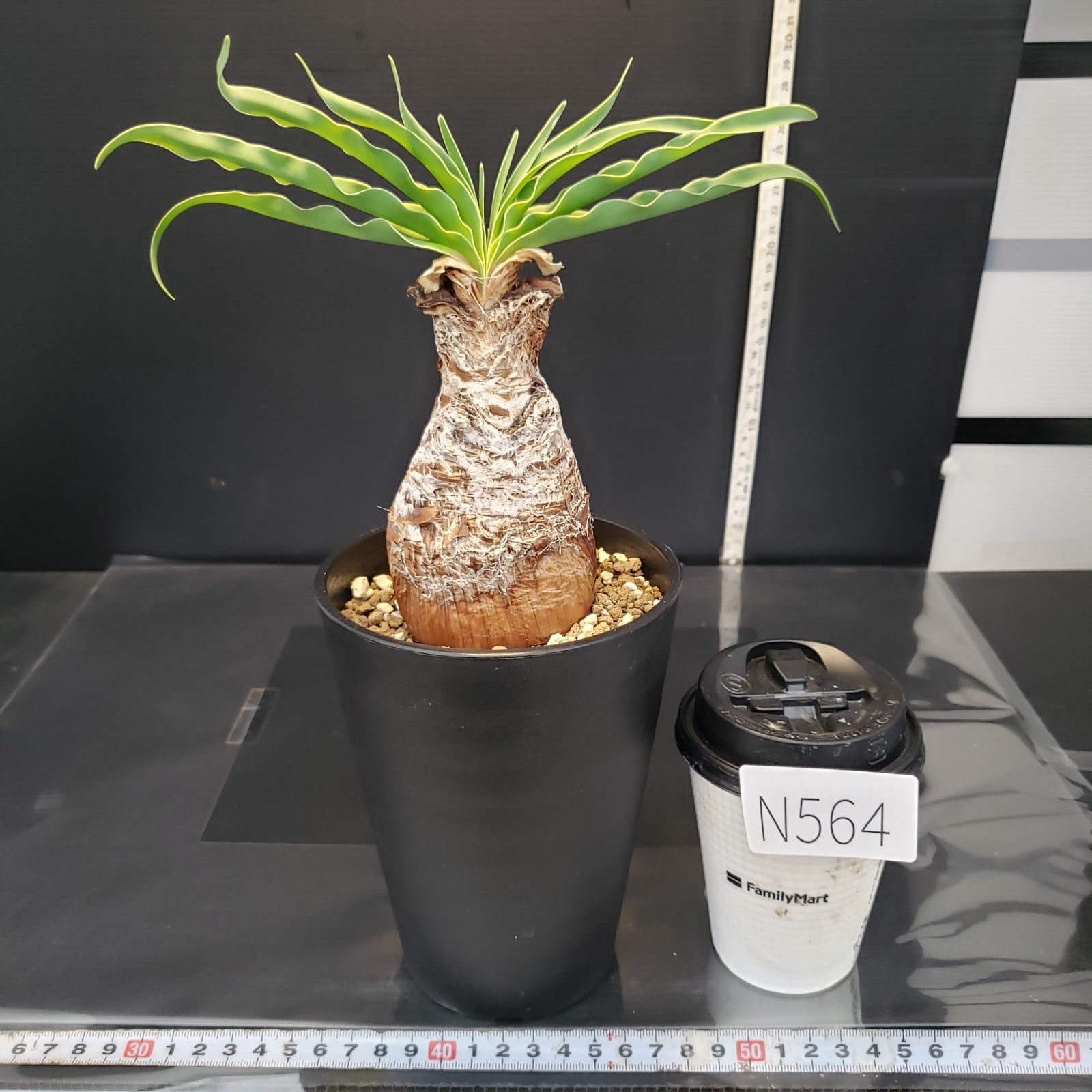 ブーファン ディスティチャ　3 ブーファン ディスティチャ 3 ブーファン ディスティチャ