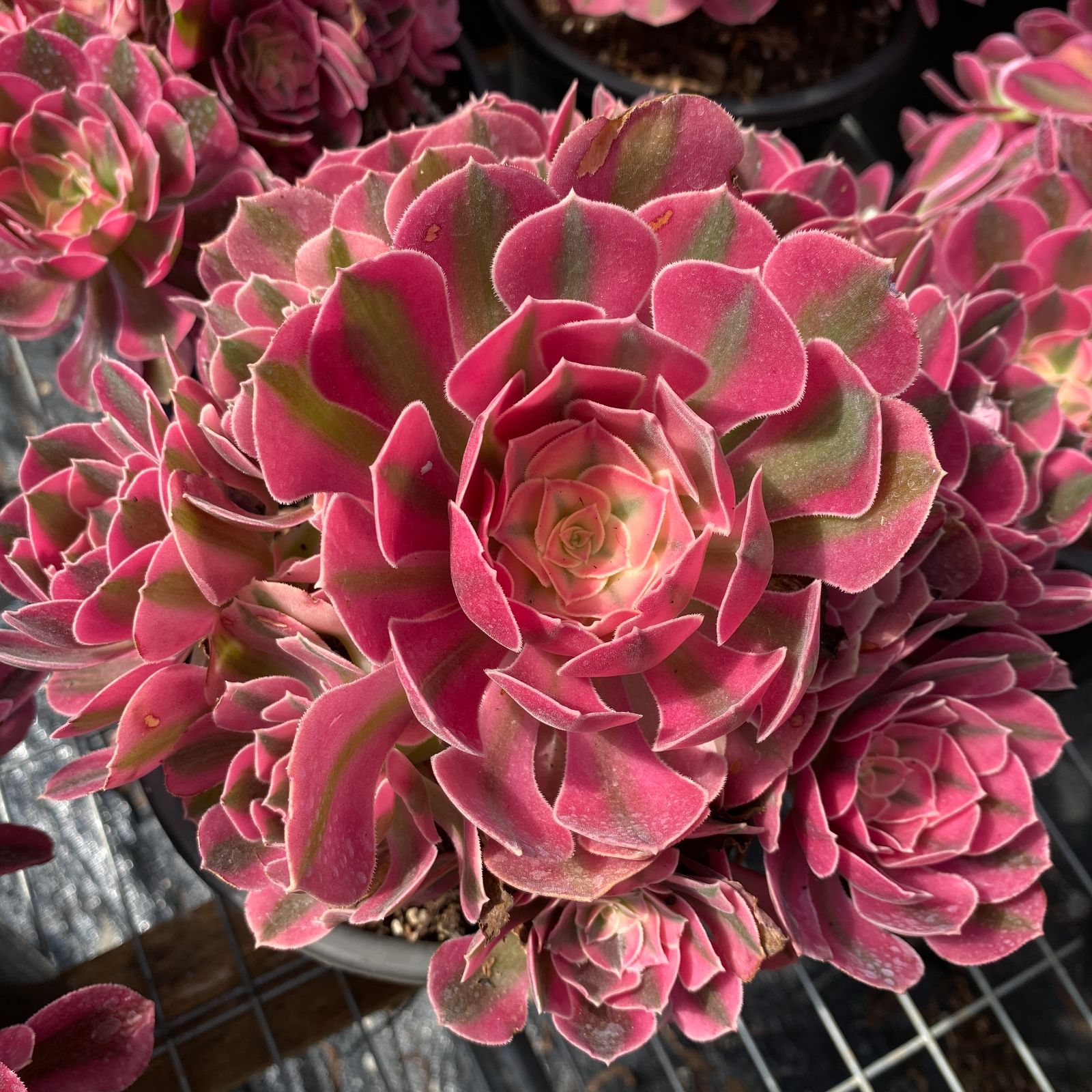 かわい子ちゃん葉挿し 子苗セット♡韓国苗 ぷっくり ピンク エケベリア レア多肉 16株の抜き苗セット】ピンクウィッチ 多肉植物 佐川急便発送