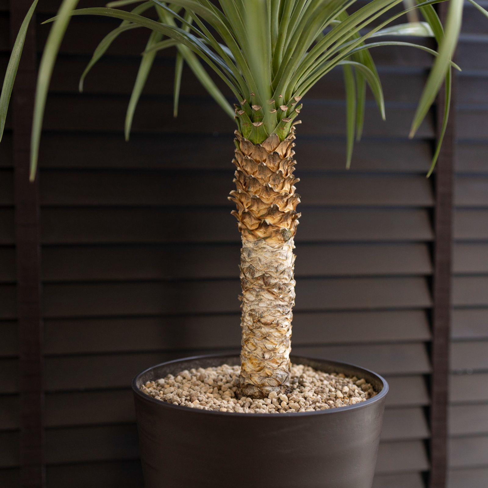 ユッカロストラータ実生 鉢ごと🌴