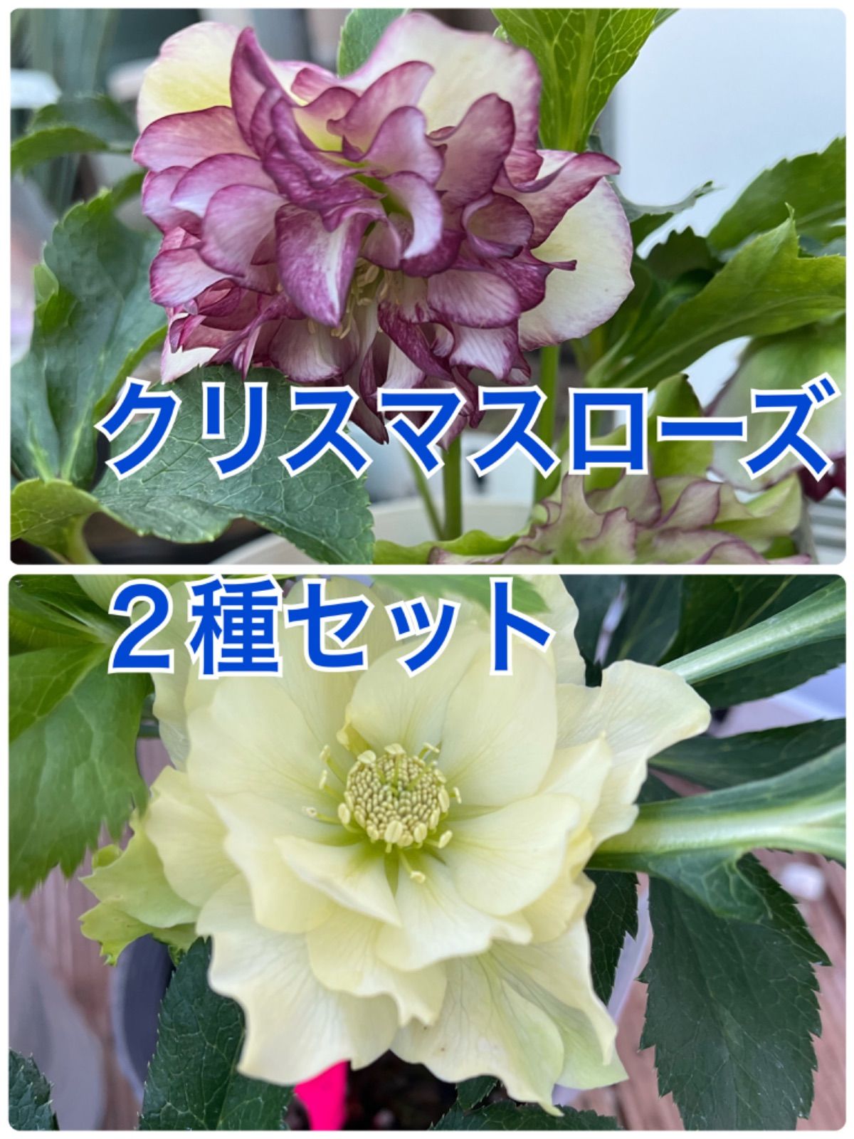 クリスマスローズ 種 植物 花 ガーデニング MIX 植物 | www.vinoflix.com