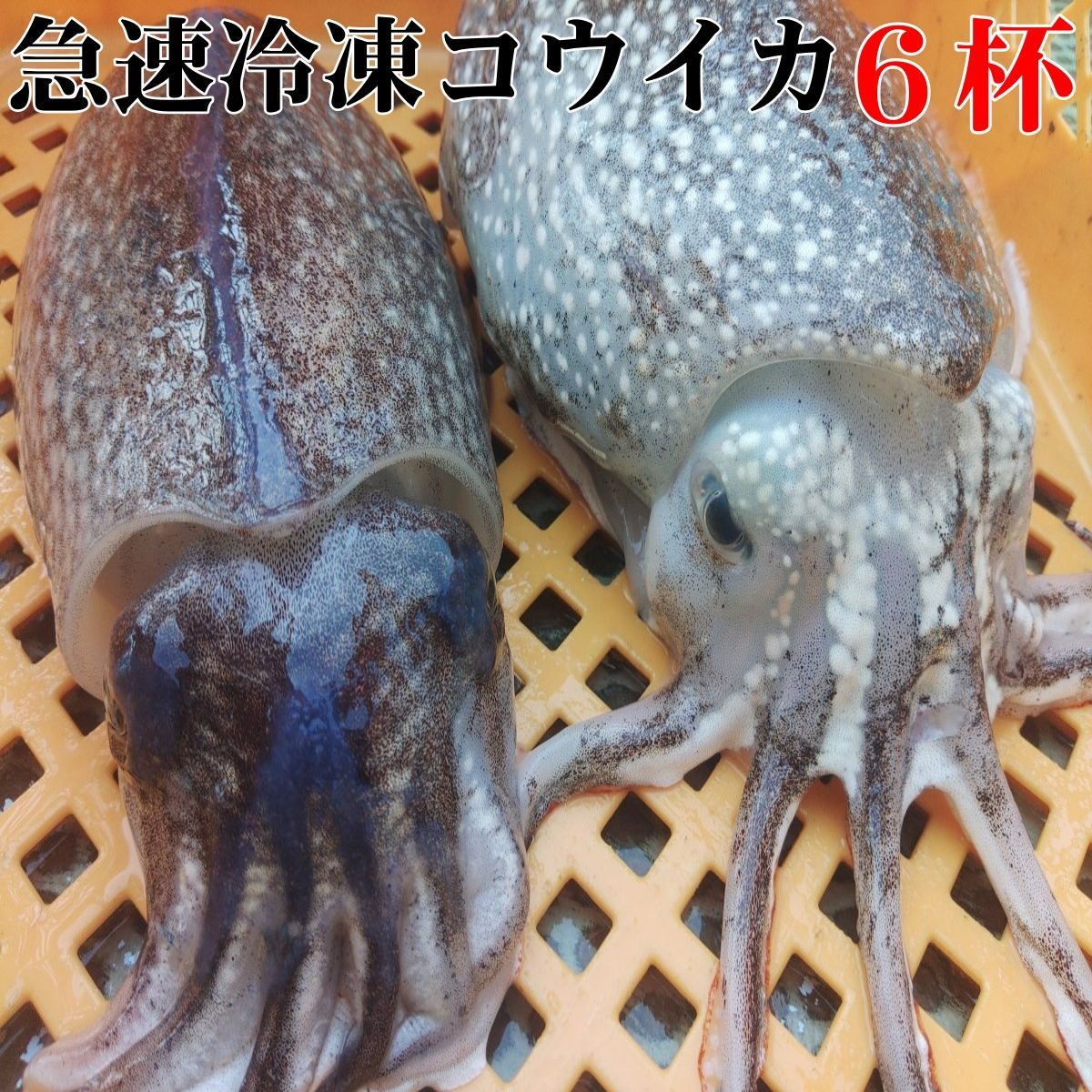 ?急速冷凍出荷コウイカ 6杯 バリエーション選択 ?定置網 スミイカ 刺身 寿司ネタに 日時指定 ?? 寿司ネタ 刺し身 イカ焼きに最適 ? 定置網で朝獲れ 烏賊 イカ