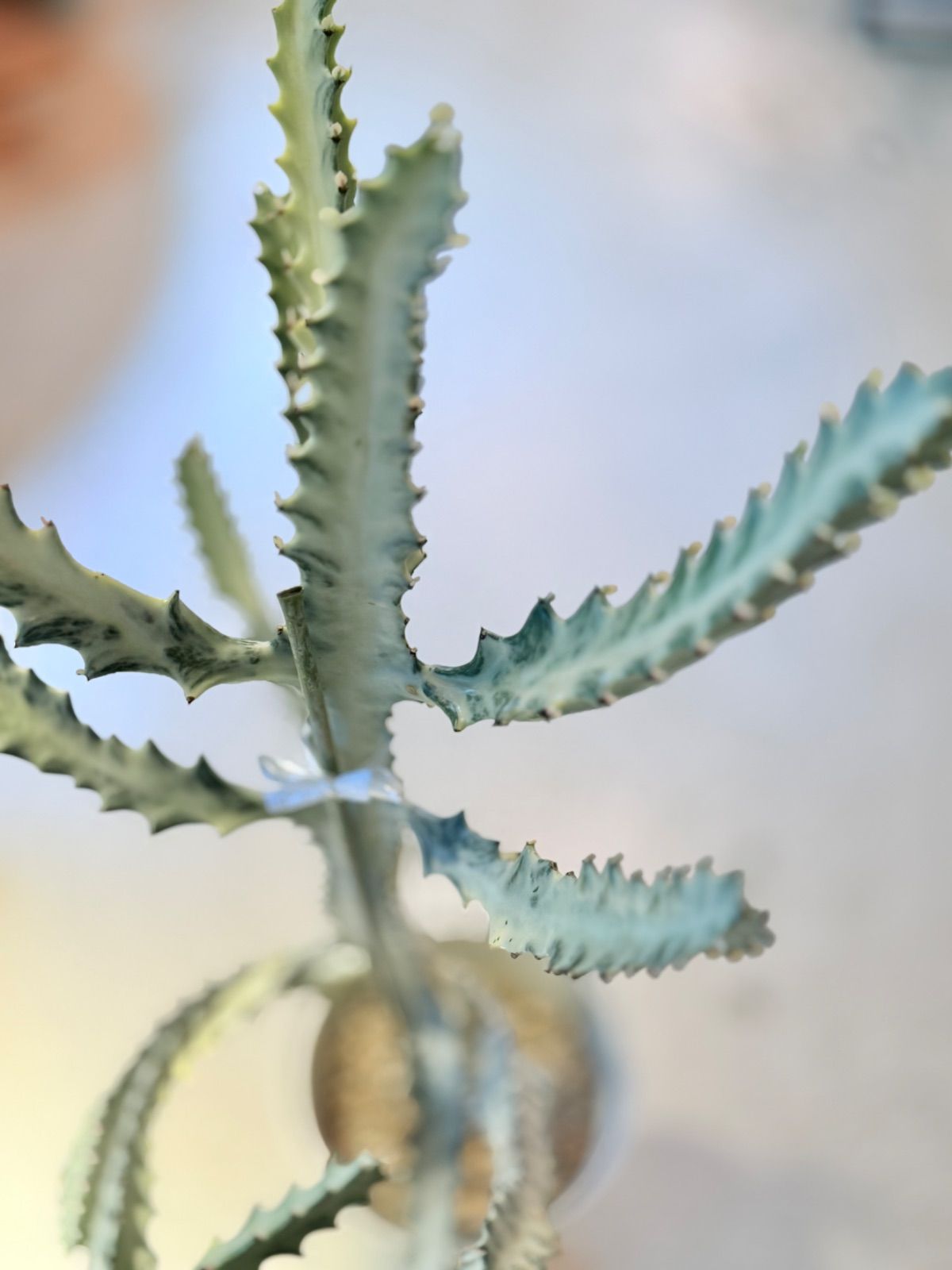 ホワイトゴースト