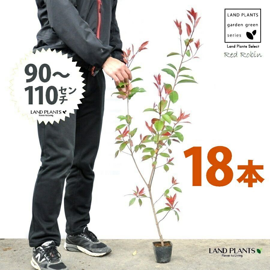 レッドロビン 3.5号 苗木 18本 高さ90～110cm 苗 苗木 苗ポット セイヨウカナメ カナメモチ 生垣