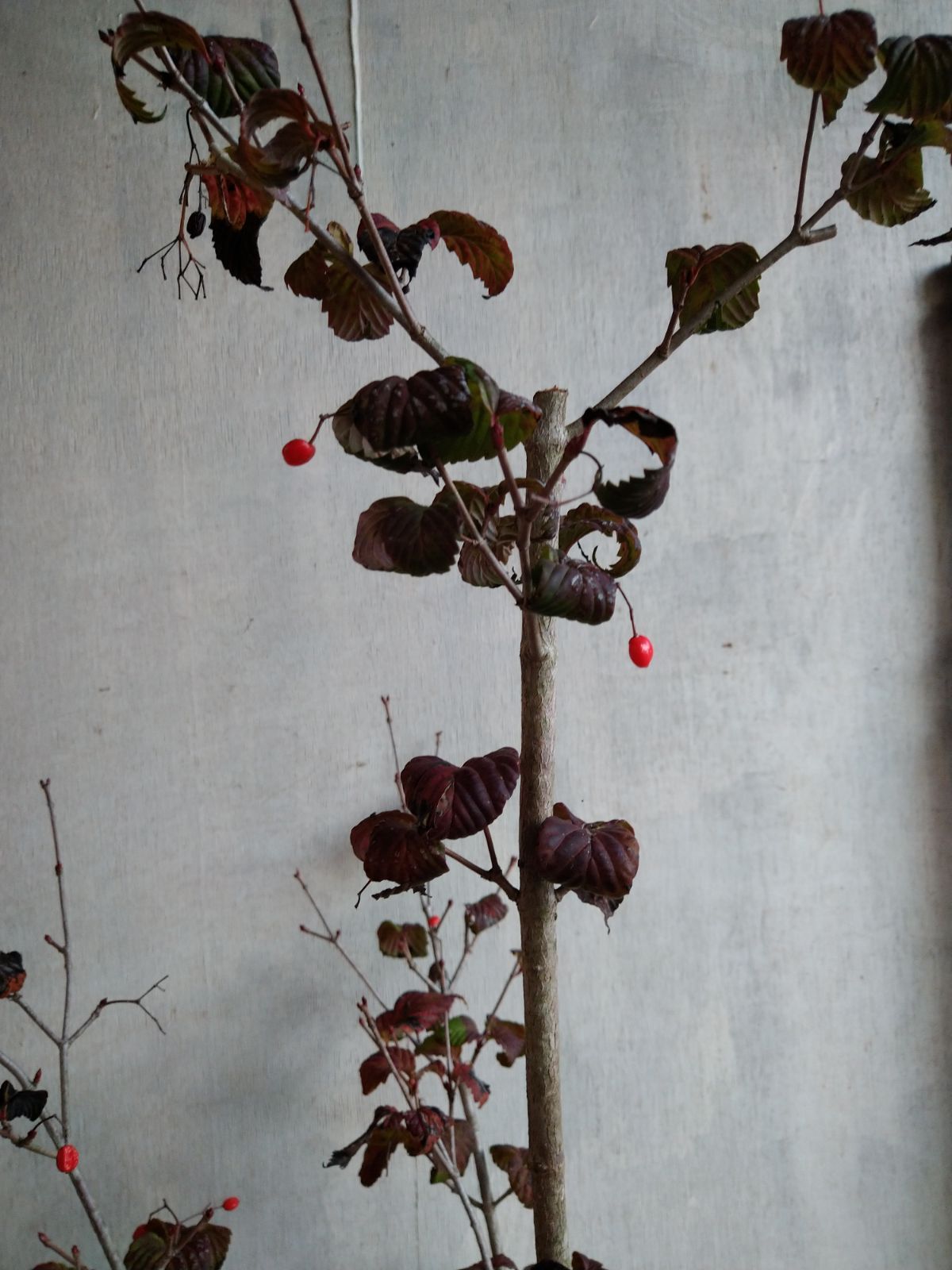 オトコヨウゾメ株立ち① ショップ オトコヨウゾメ株立ち①