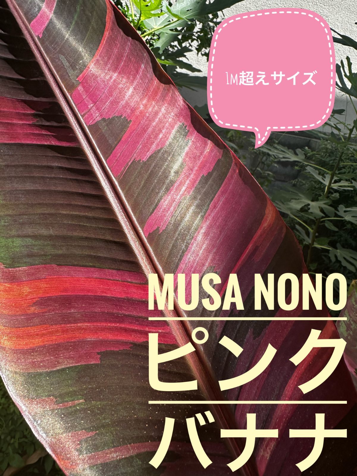 ムサノノ ピンク バナナ 大株 Musa NoNo Pink 斑入り - メルカリ