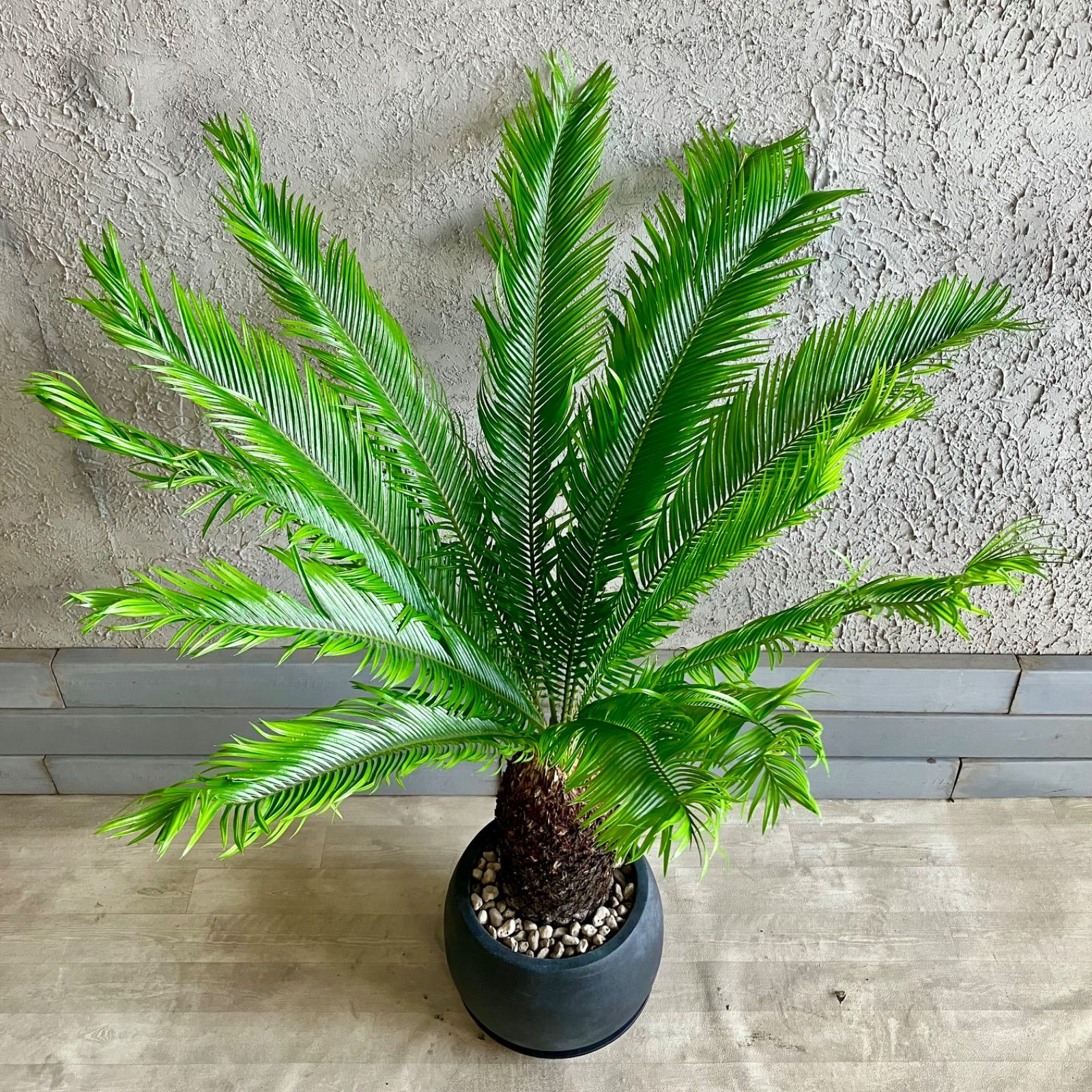 蘇轍　ソテツ　鉢植え　引き取り限定 ソテツ 蘇鉄 かなり大きめ 引き取り限定