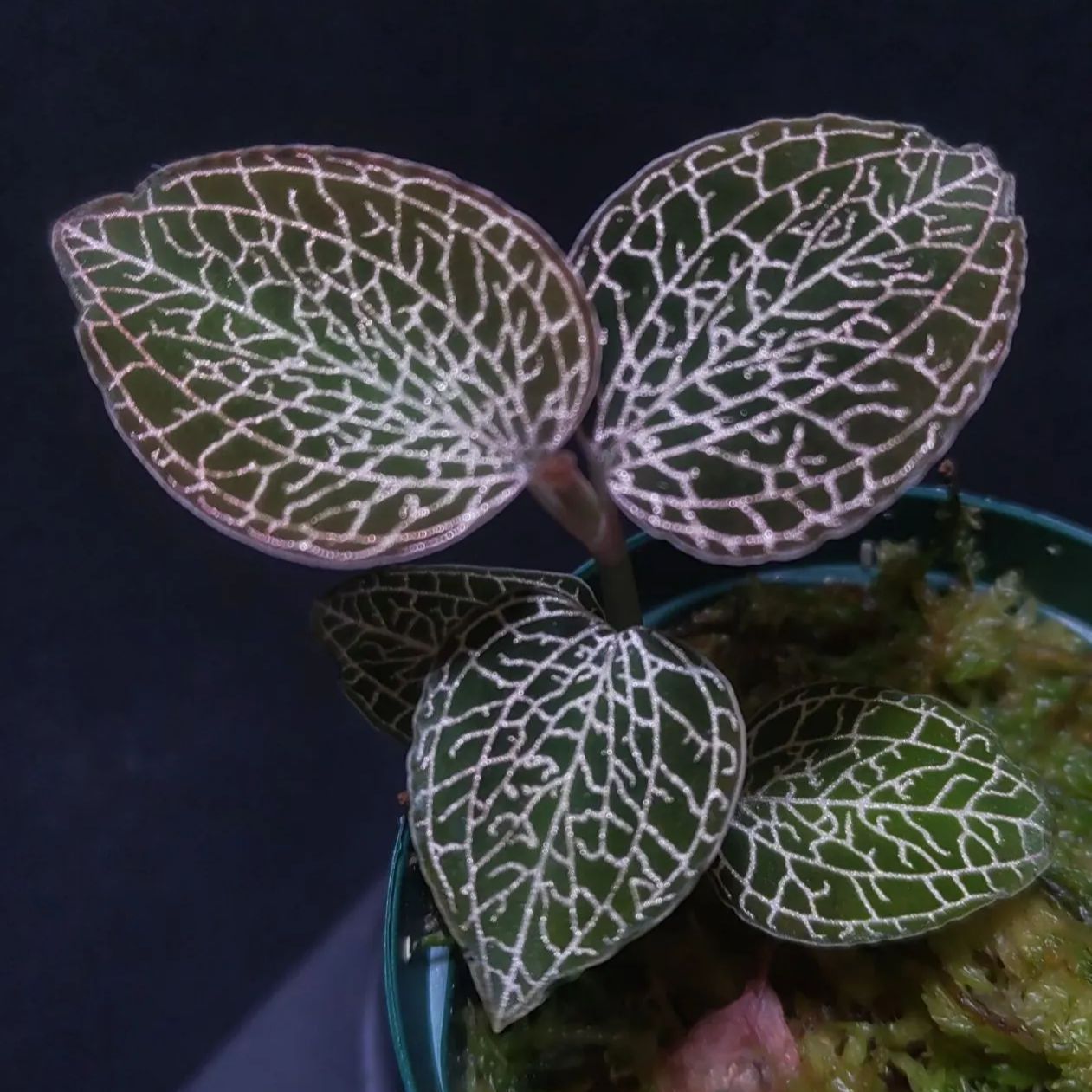 【7株】アネクトキルス・ロビアーナス　アネクトキルス・ロクスバギー　混合品 アネクトキルス・ロクスバーギー Pinkタイプ ジュエルオーキッド