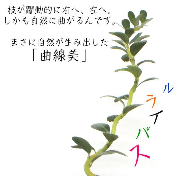 観葉植物 雲龍ツゲ スパイラルドラゴン 4号 白エッグ型陶器鉢 ゴールドデコジャリ大 受皿付 おしゃれ 鉢植え 人気 誕生日 お歳暮 インテリア  送料無料 - メルカリ