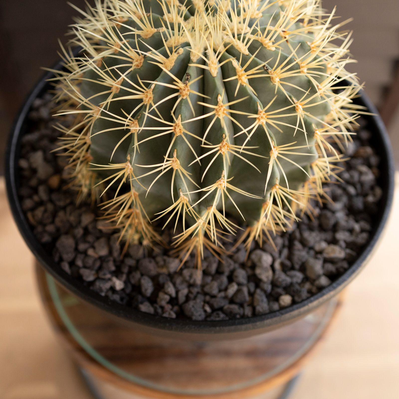 ドライガーデン