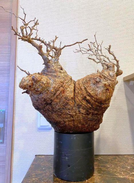 オペルクリカリア パキプス 未発根 芽吹きあり➁ オペルクリカリア パキプス 未発根 芽吹きあり➀ 止まり木とは