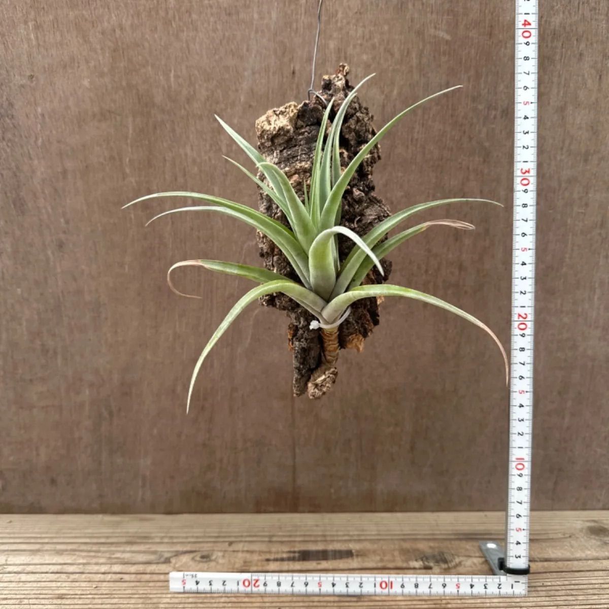 チランジア フレクスオーサ  Tillandsia flexuosa ティランジア エアプランツ エアープランツ 現品 観葉植物 観葉 植物 珍奇植物 珍奇 珍しい レア 希少 ハンギング 吊るす 吊り下げ インテリア プレゼント おしゃれ かわいい グリーン