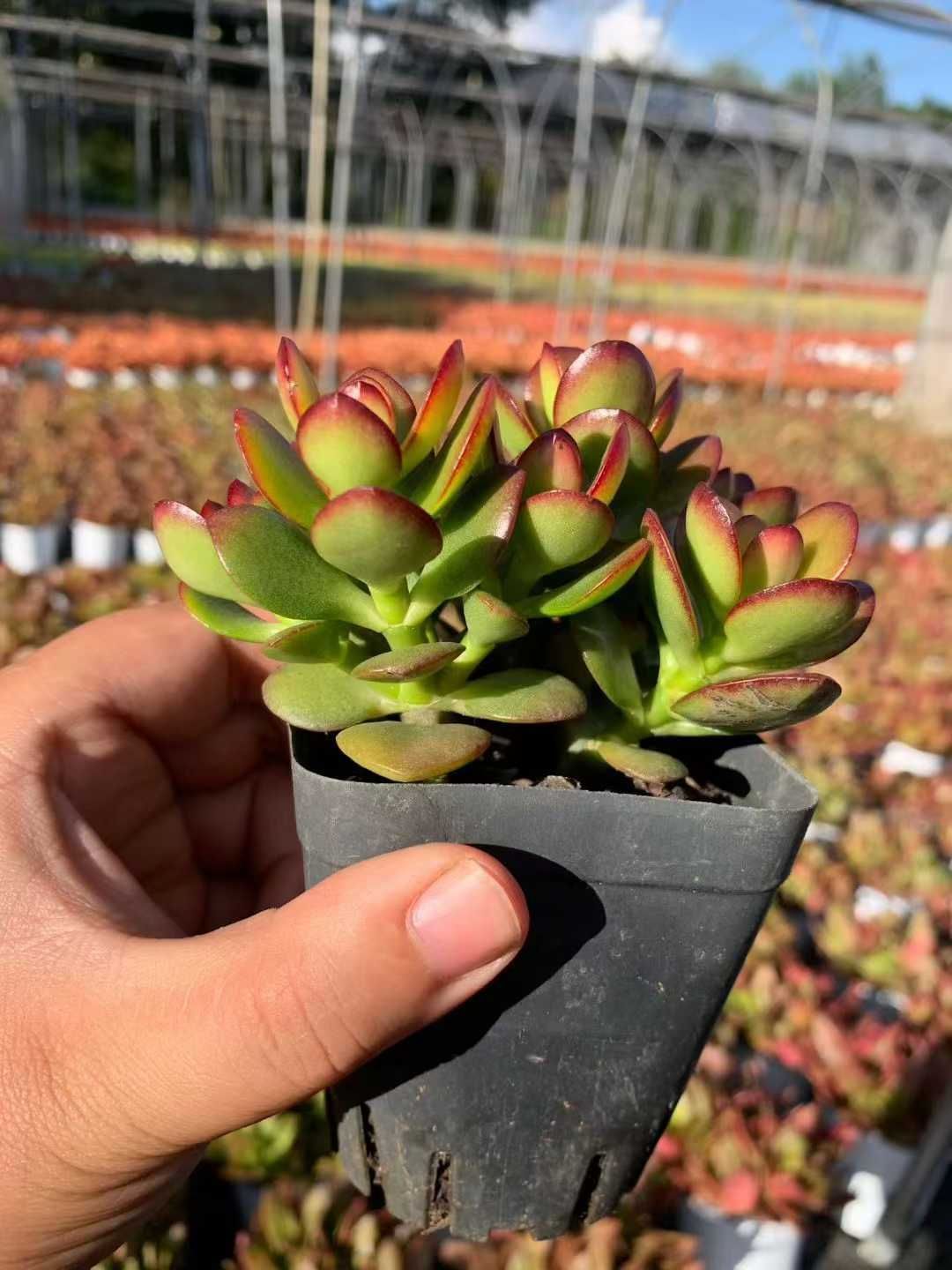 -*-様 B1528-2×20苗ピンクウィッチ抜き苗 多肉植物 エケベリア サボ 様 B1528-2×20苗ピンクウィッチ抜き苗 多肉植物 エケベリア サボ