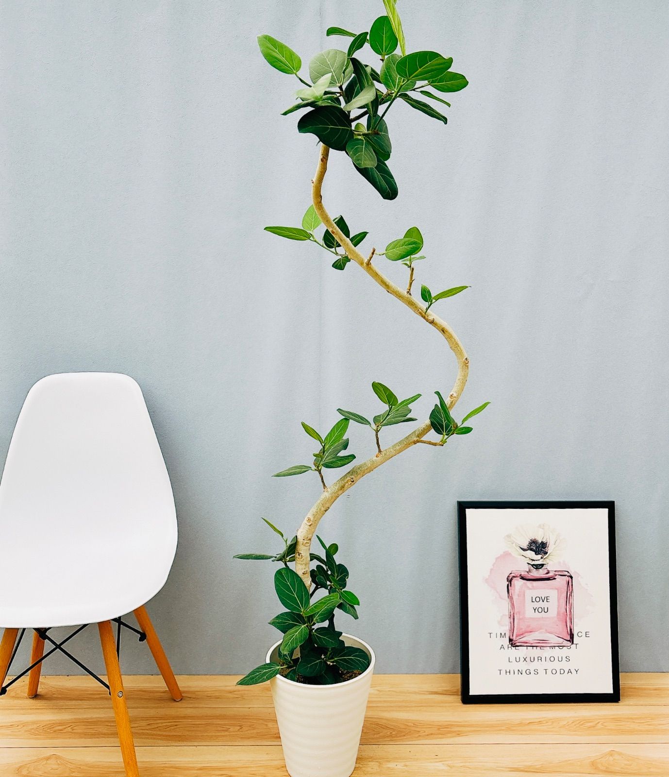 現品　フィカス　ゴムの木　ベンガレンシス　14番　曲がり　インテリアグリーン フィカス ベンガレンシス 曲がり 14【現品】観葉植物 大型 室内 現品