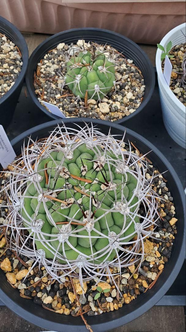 ゼガラエ FNつき