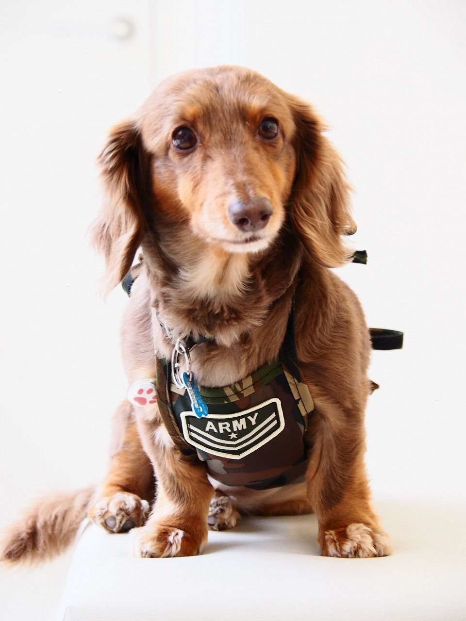 買い誠実 犬服 ダックスちゃんの迷彩のお散歩エプロン DMサイズ 男の子用 エプロン・三角巾