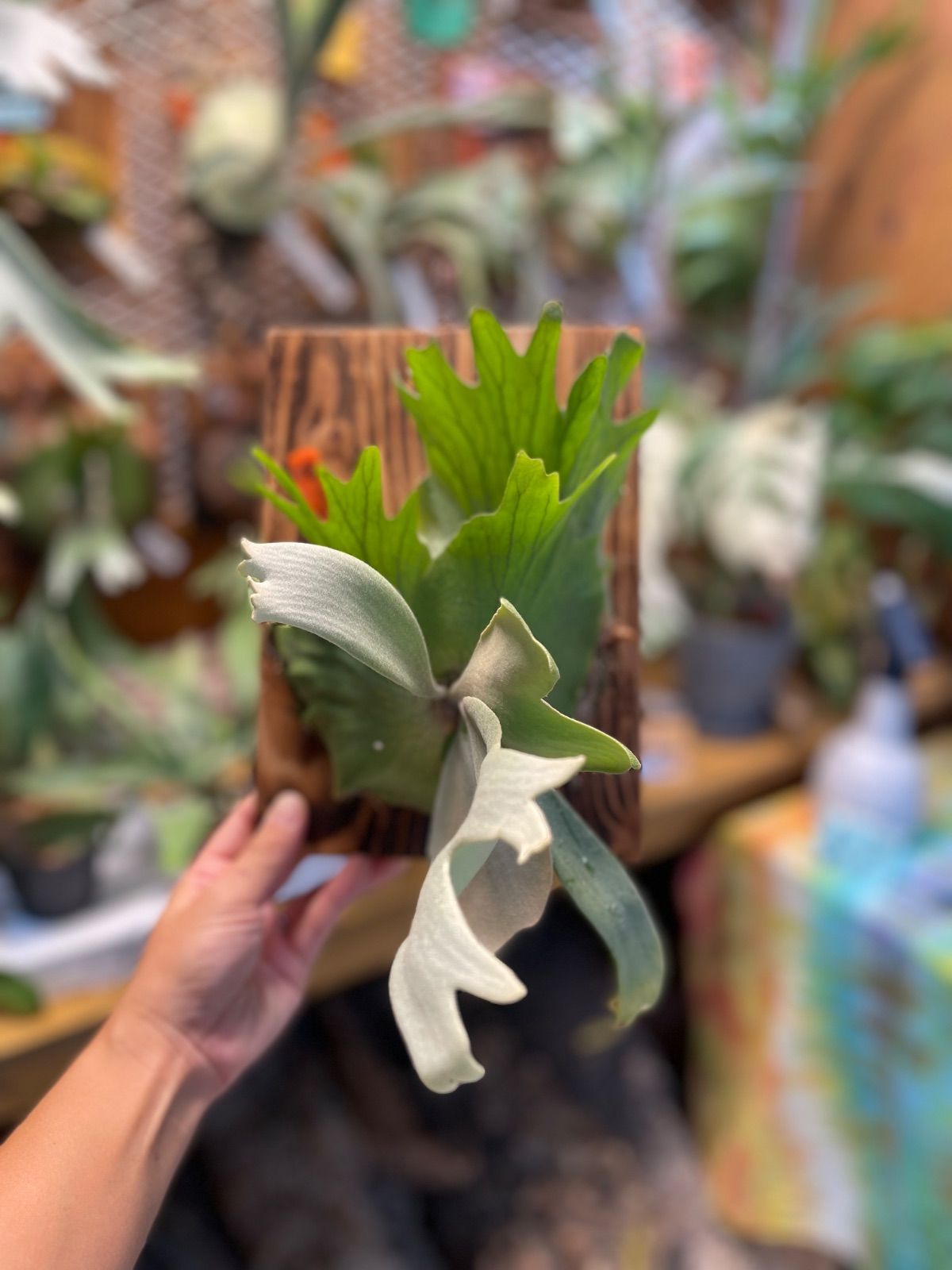 ビカクシダ ウィリンキーcvワチャラ P.Willinckii cvWachara YUZUMIYA_COM