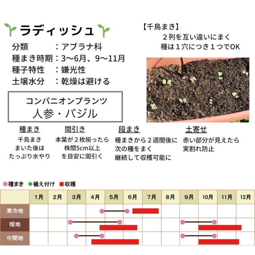 ☆彩ラディッシュ☆ Mix種子2㎖330円 6色二十日大根の種 カラフル西洋野菜 - メルカリShops