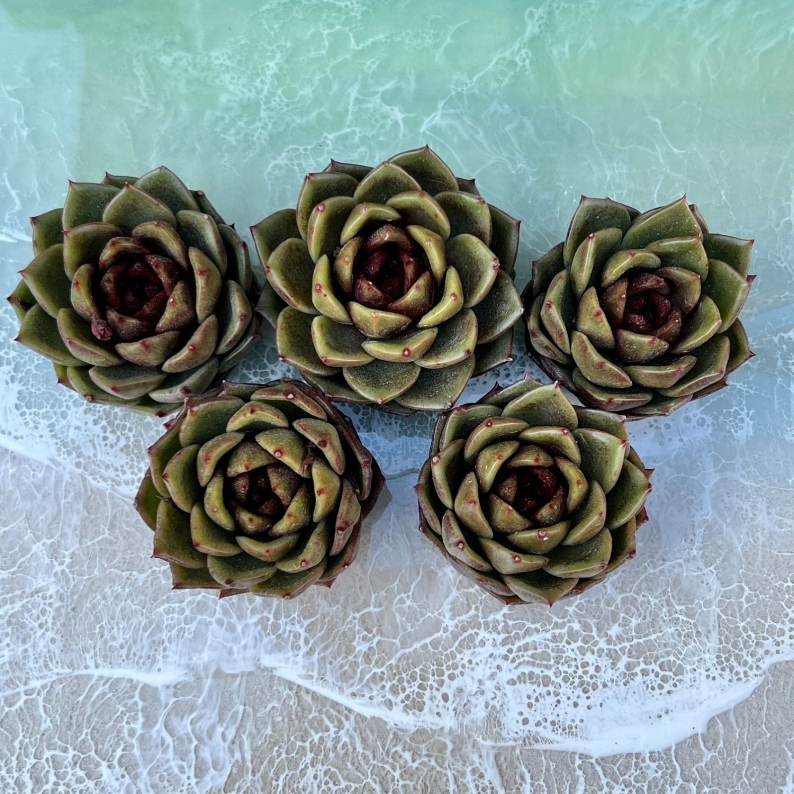 多肉植物　韓国苗　マジック 楽天市場】マジックファイアー エケベリア 韓国苗 Echeveria 薔薇咲