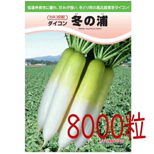 入荷次第出荷 カネコ種苗 冬の浦大根 ８０００粒