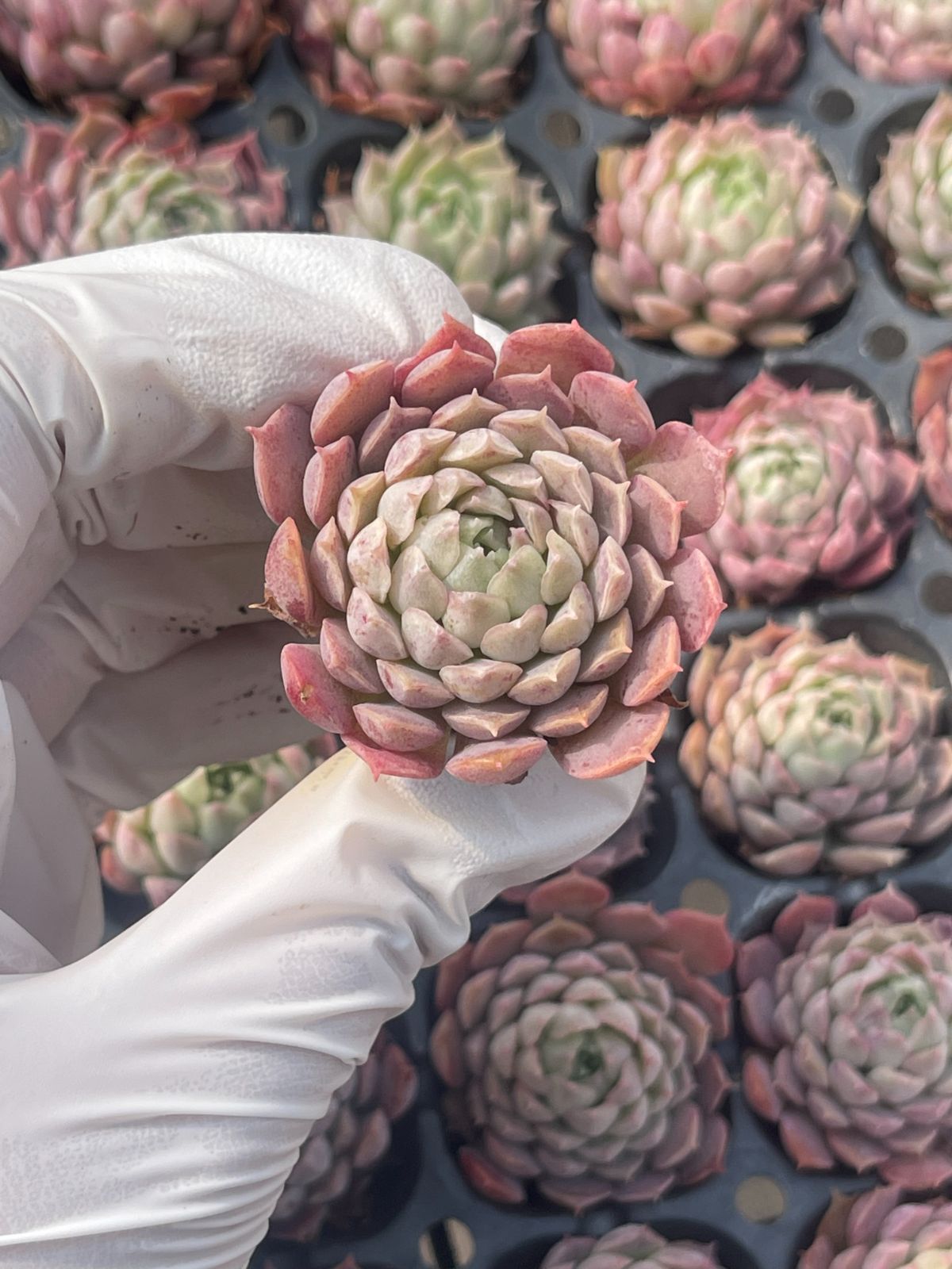 105株 S90-4 多肉植物 エケベリア 朱のあざ 超美苗 サボテン 観葉植物