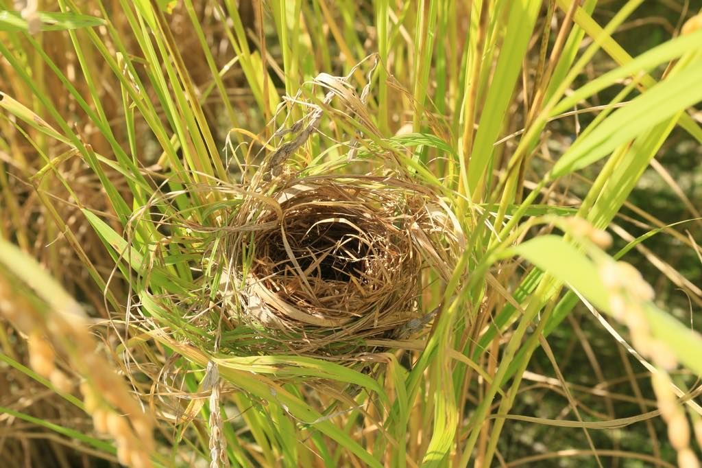 【農薬８割減】天日干し はざかけ コシヒカリ　山梨産【白米・七分・玄米】20kg