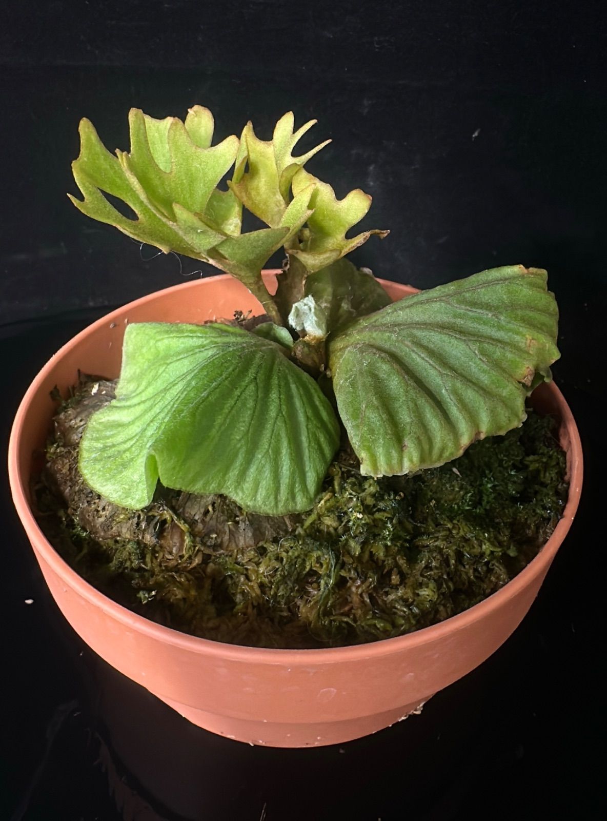 ドライフラワー★ポンポンミモザ　エリンジューム　ナンキンハゼ ドライフラワー☆ポンポンミモザ エリンジューム ナンキンハゼ 【公式