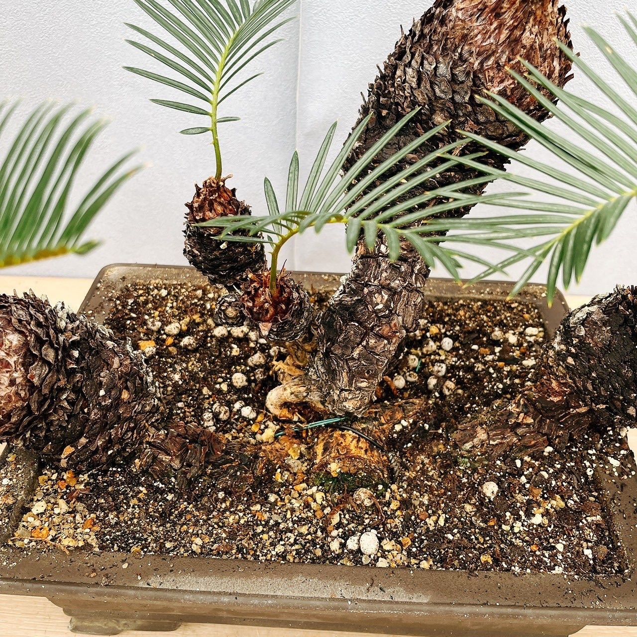 ［現品］【珍しい】10番　奄美姫ソテツ　盆栽造り　約7号　蘇轍　観葉植物　陶器鉢 現品］【珍しい】6番 奄美姫ソテツ 盆栽造り 約7号 蘇轍 観葉