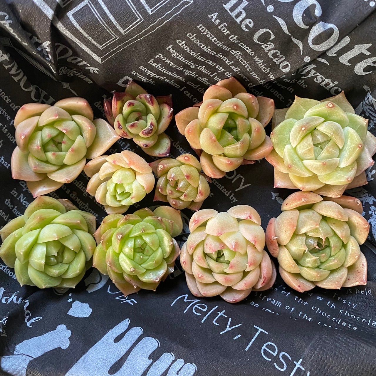 多肉植物ブロードロメオ韓国苗