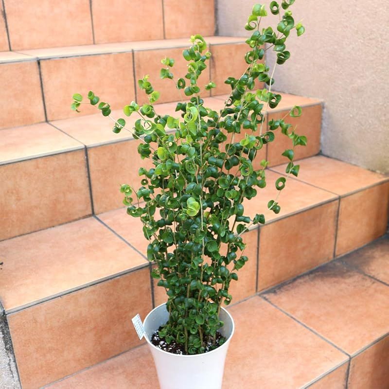 ＩＴＡＮＳＥ フィカス ベンジャミン バロック 観葉植物中型 6号プラスチック鉢 品種で選べる観葉植物 リビングやオフィス向きサイズ 1個売り にも育てやすく リビングやオフィスのインテリアに 造花ではありません YUZUMIYA_COM