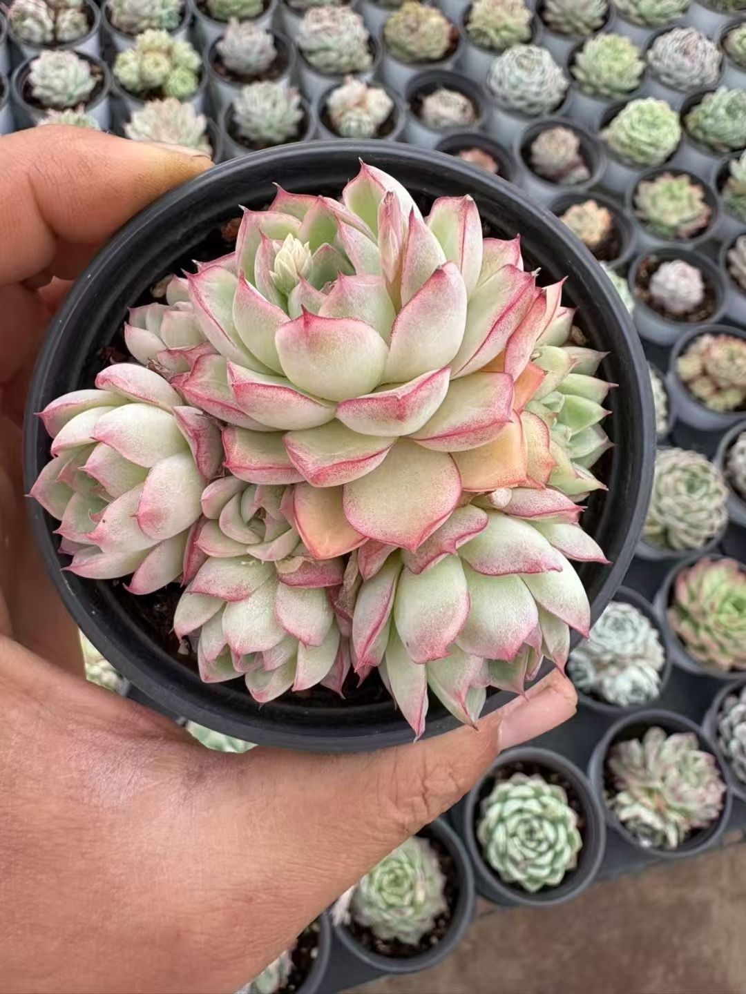 B788　イチゴミルク　土根付き　128苗　多肉 エケベリア 韓国苗 サボテン 多肉植物 いちごミルク 根付き 美苗5～6cm エケベリア韓 - メルカリ