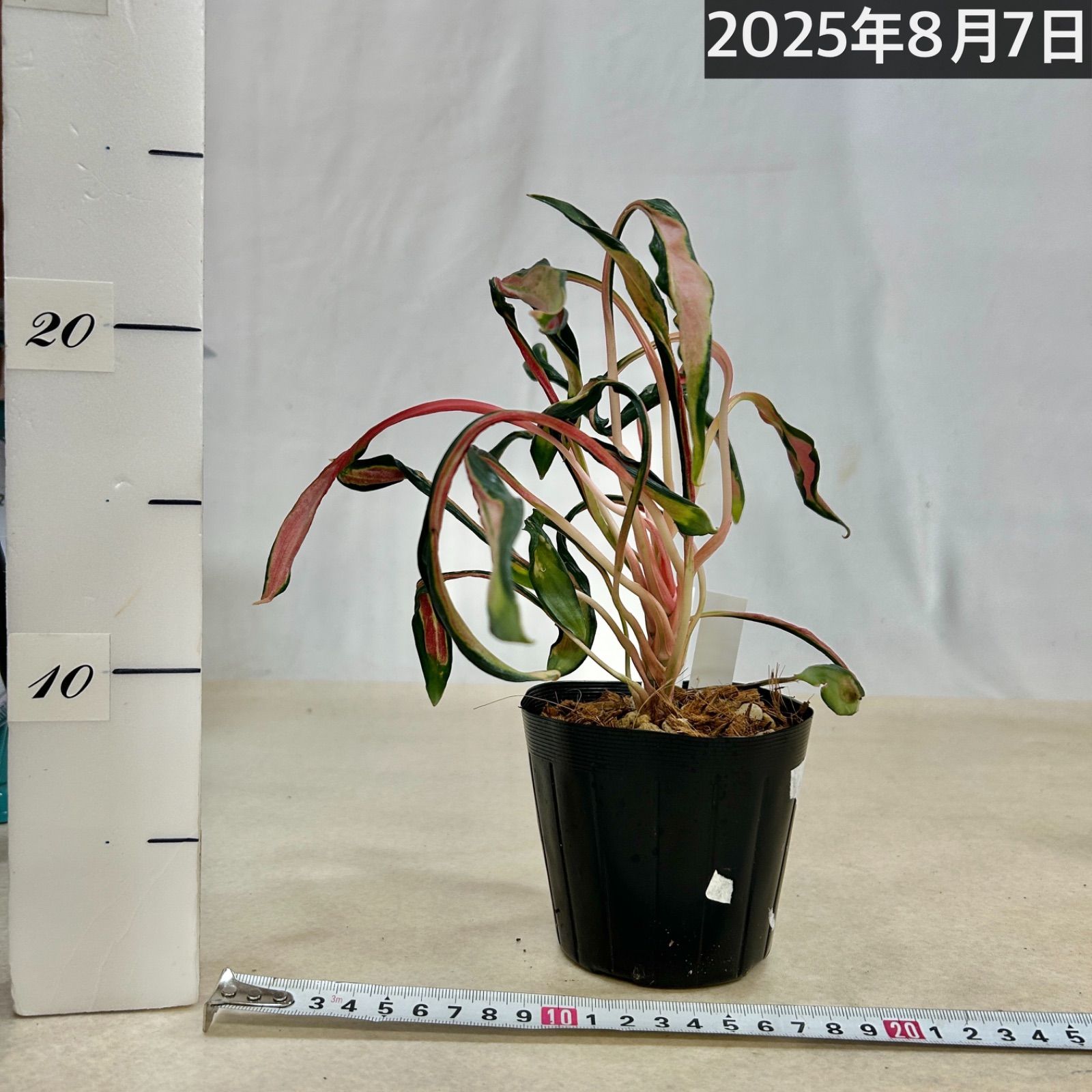 激レア アグラオネマ メデューサ 3.5号ポット 個体A(現品) 希少種