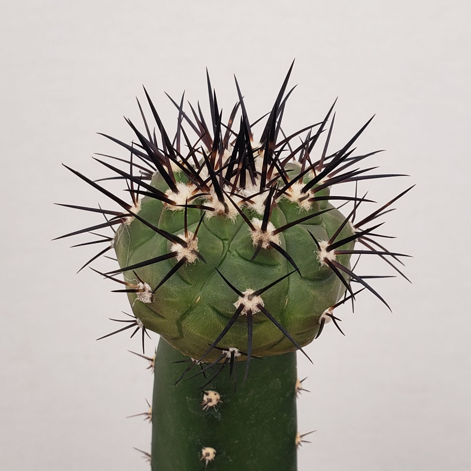 黒王丸 多頭！激ジブ作家鉢付き！コピアポア サボテン 塊根