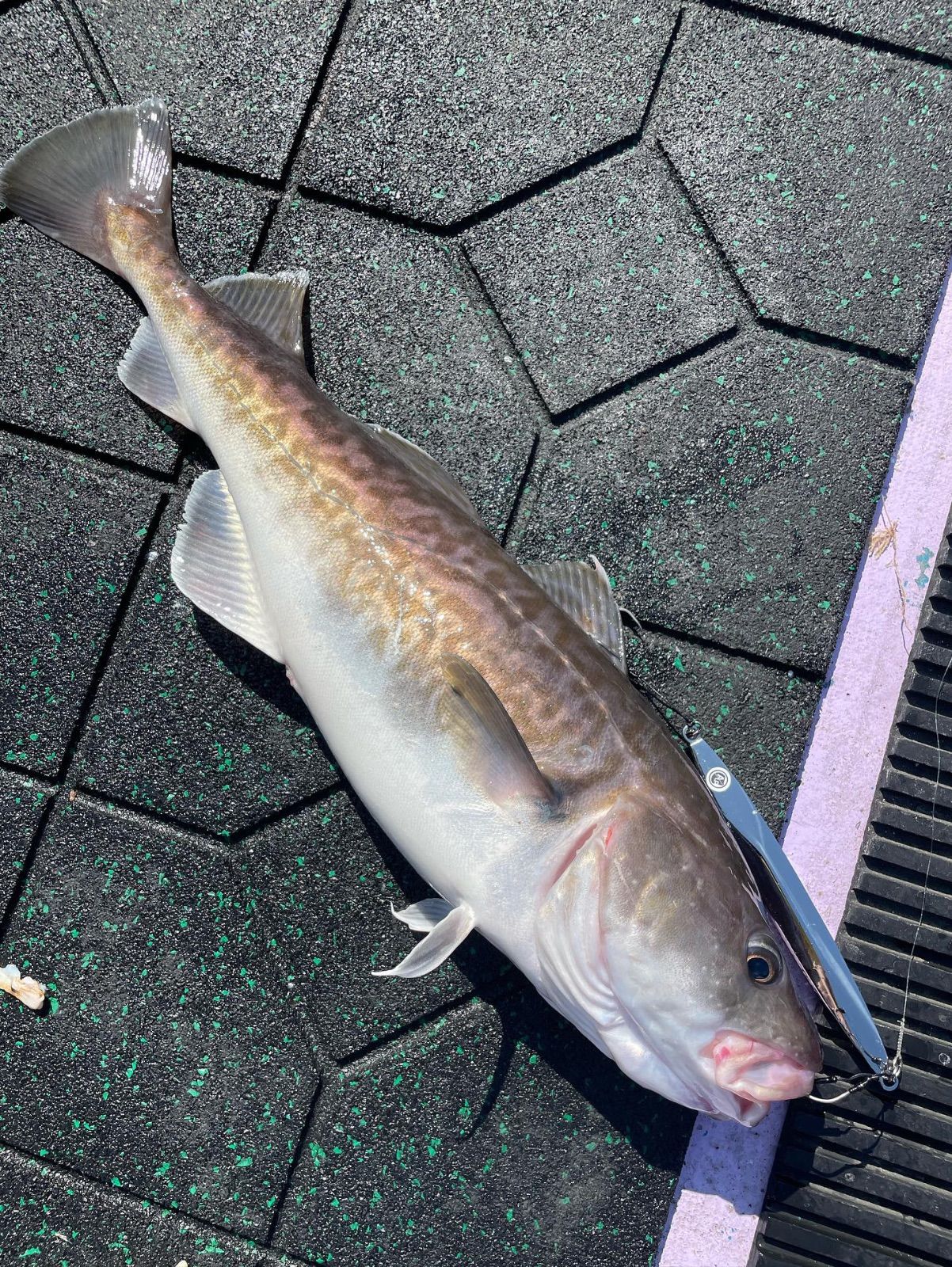 ジギング awajig アワジグ 4本セット 150g 190g 210g 240g各 |大阪生まれ新感覚 ステンレス製 メタルジグ