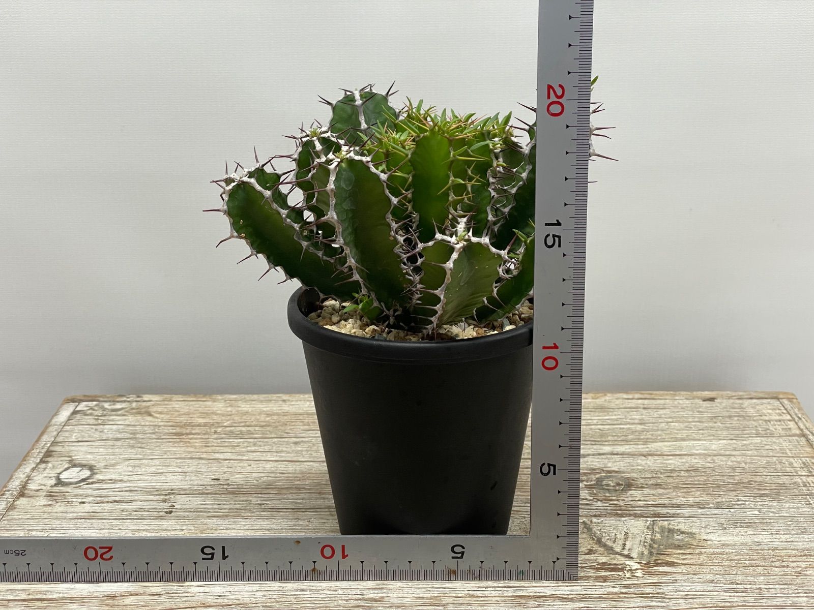 ユーフォルビア ムランジーナ em01 ［鉢ごとメルカリ便］ ユーフォルビア•ムランジーナ ① - メルカリ