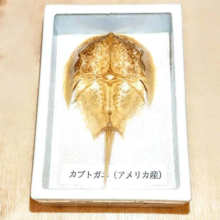 カブトガニ（レプリカ🇺🇸） - メルカリ