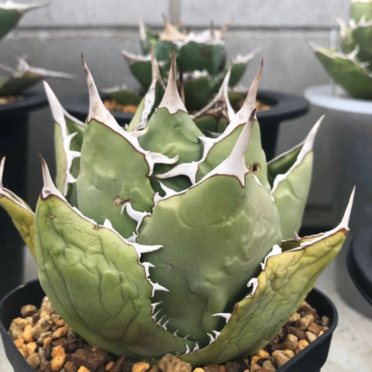 Iran Agave titanota FO-076 Compact - メルカリ