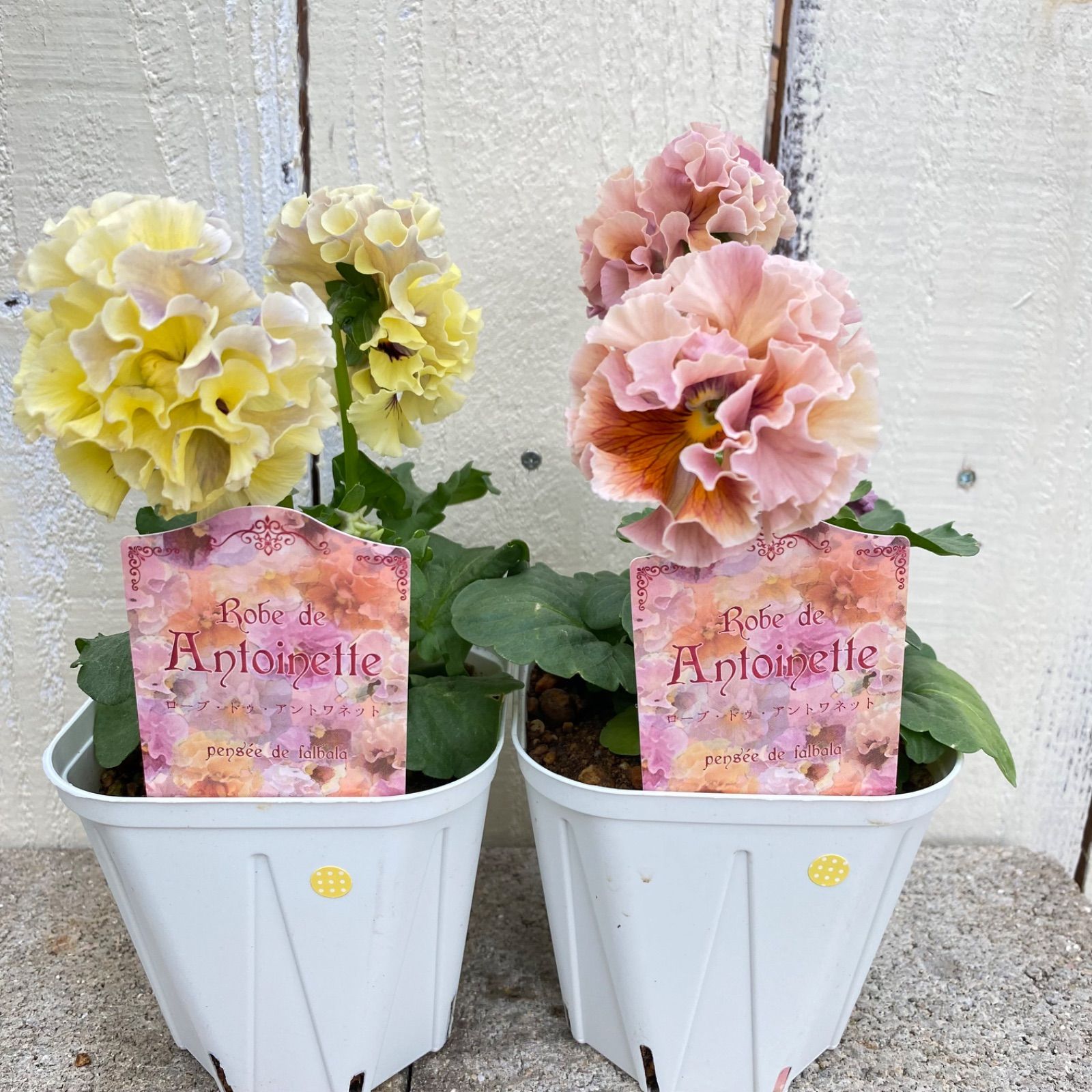 ローヴドゥアントワネットセット サトウ園芸オリジナルパンジー ローブ