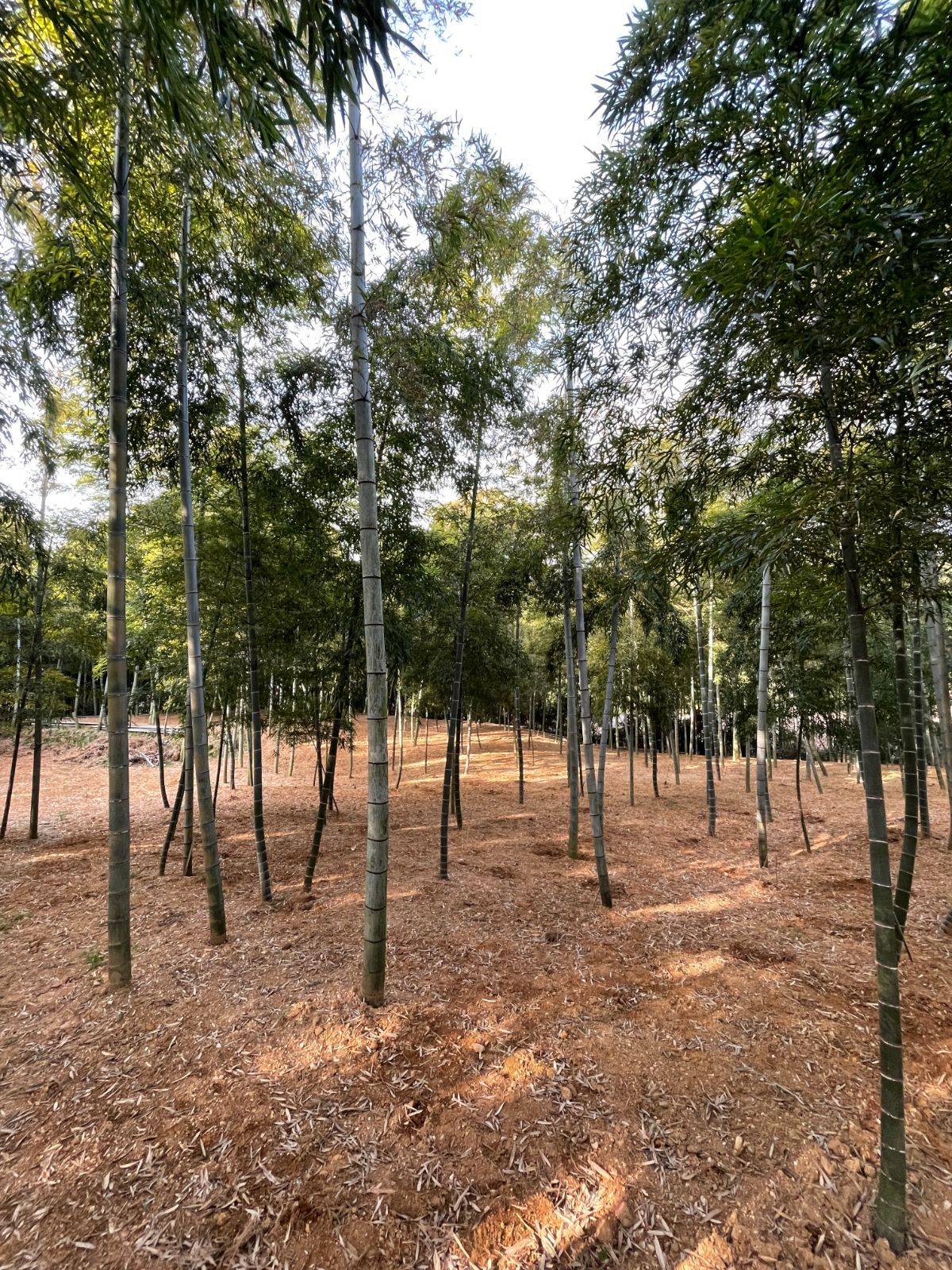 4kg箱 京都乙訓産