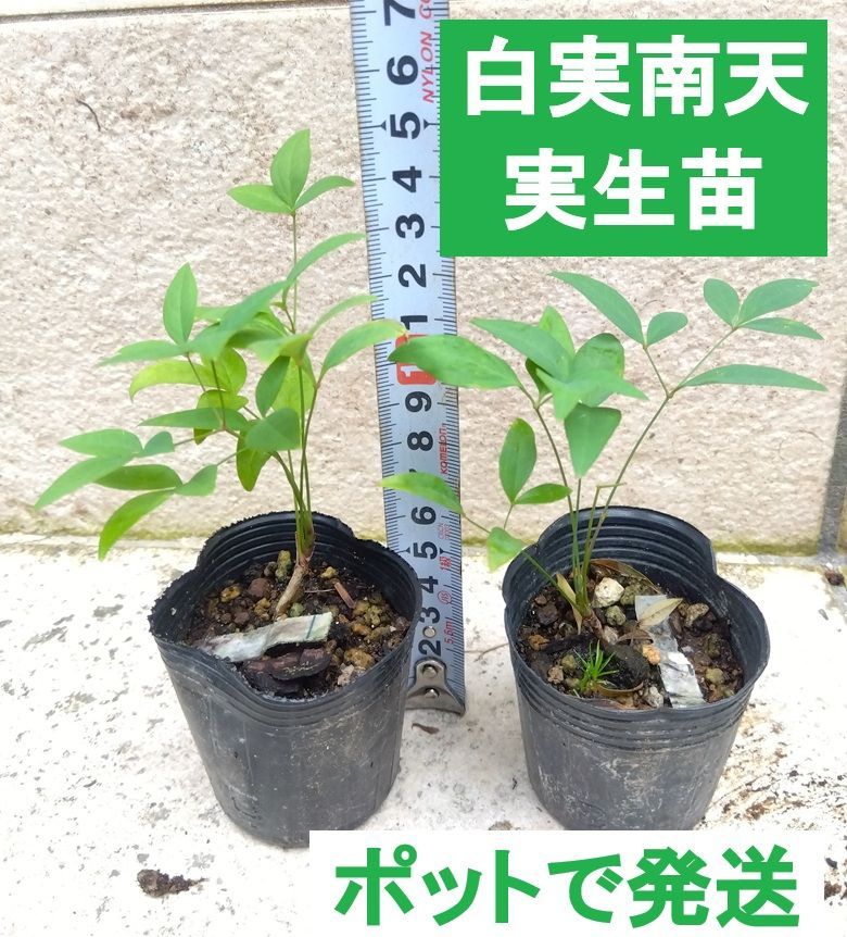 ポットで発送】南天 実生苗 白実南天 1ポット ナンテン - メルカリ