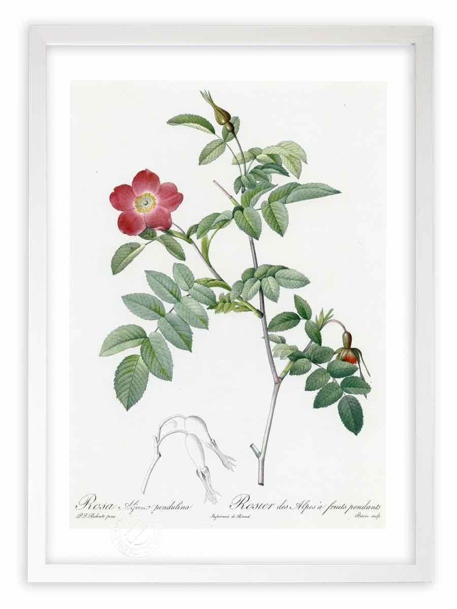 版画 絵画 ロサ・アルピナ・ペンドゥリナ ルドゥーテ ボタニカル 薔薇 バラ インテリア 額入り 額装込 風景画 油絵 ポスター アート アートパネル リビング 玄関 プレゼント モダン アートフレーム 飾る Mサイズ おしゃれ 壁掛け 絵