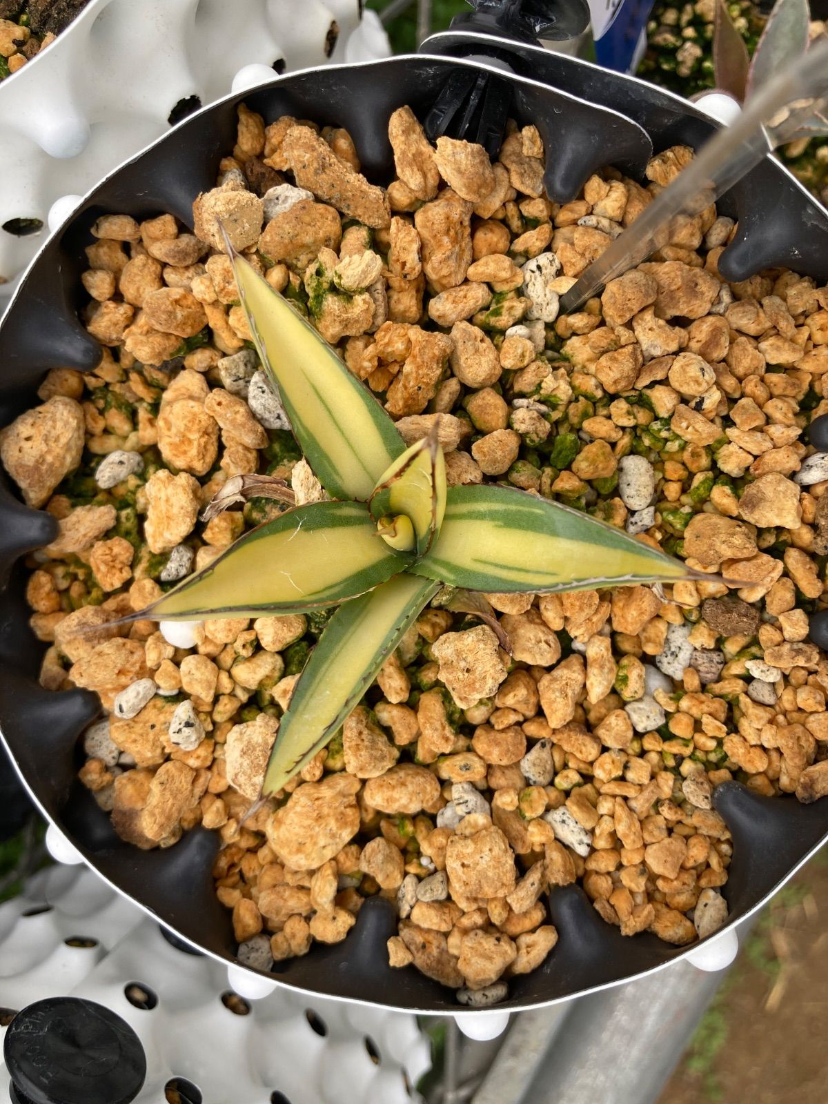 バーントバーガンディ黄中斑 鉢ごと発送